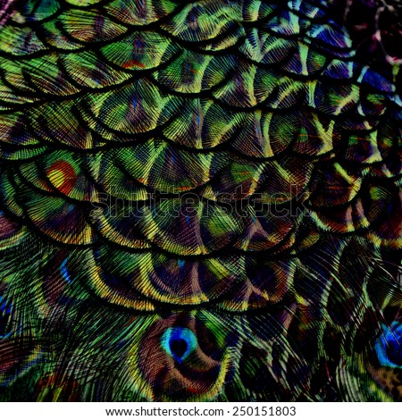 Dark Green Background Texture made of Green Peacock bird\'s feathers