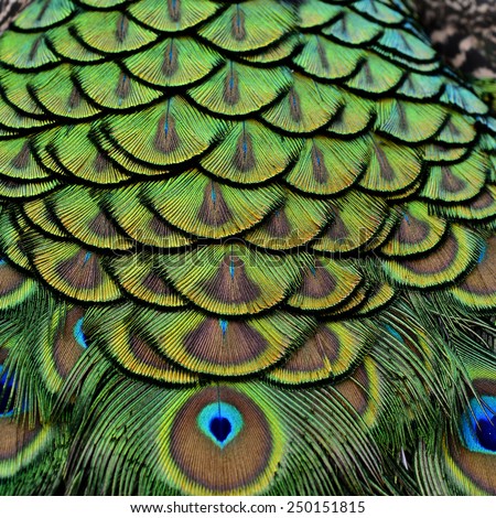 Close up of Green Peacock bird\'s feathers with sharp in details