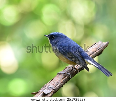 Beautiful Slaty Blue Flycatcher, the little cute blue bird perching on the branch with nice green background