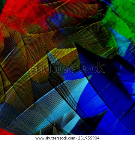 Dark Blue mixed with Green and Red background texture made of green-winged macaw bird\'s feathers