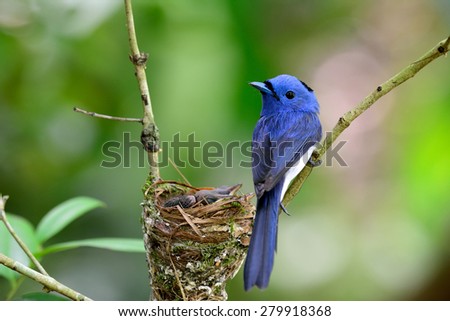Beautiful blue bird, male of Black-naped Monarch the cute bird guarding its nest with babies