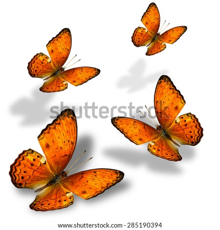 Set of beautiful flying orange butterflies, the yeoman butterfly on white background with soft shadow