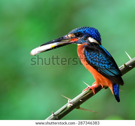 Male of Blue-eared kingfisher, the little blue bird carrying fish in his mouth to feed the chicks in the nest hole perching on the thorn branch on green blur background