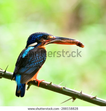 Beautiful female of  Blue-eared kingfisher, the little blue bird carrying fish in her mouth feeding the chicks in the nest