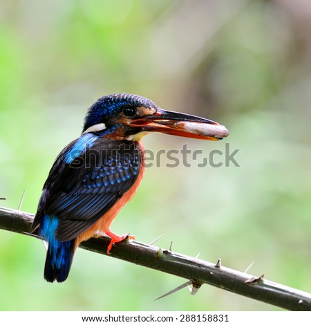 Beautiful Blue-eared kingfisher showing back profile, the little blue bird picking fish in her mouth feeding the chicks in the nest hole