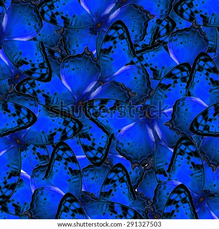 Blue background made of Vagrant Butterflies in exotic and beautiful pattern