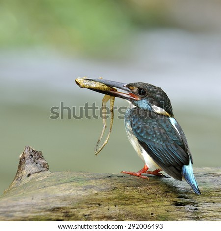 Blue-banded kingfisher, the beautiful blue bird carrying frog in his mouth while standing on the log with blur stream in background waiting to feed its chicks in the nest hole
