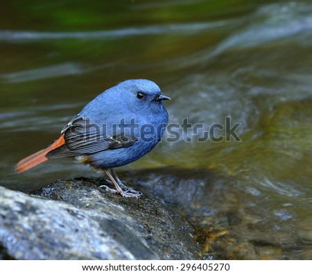 Male of Plumbeous water redstart standing on the rock in the stream with nice water movement