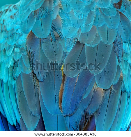 Grace background texture capture from the blue and gold macaw\'s bird feathers