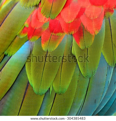 Exotic Green red and blue background texture capture from the green-winged macaw's bird feathers
