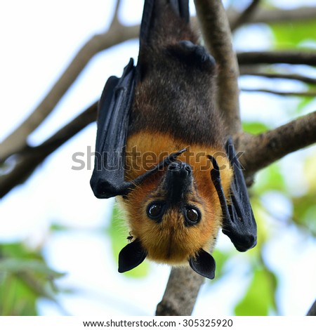 Head of scary hanging flying fox or tropical bat