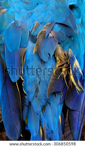 Exotic  blue background texture capture from the puffy blue and gold macaw\'s bird back feathers