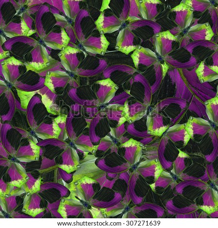 beautiful livery of green purple and black background and texture formed by the compilation of Large Assyrian butterflies