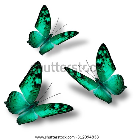 Set of beautiful flying  green butterflies on white background with nice soft shadows, exotic butterflies