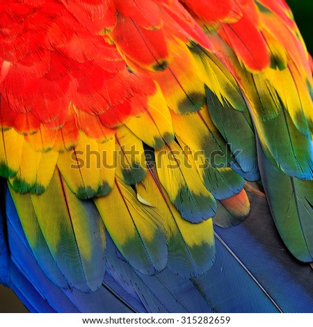 The grace red, yellow and blue texture shoot from Scarlet Macaw\'s feathers in vertical for design and background works
