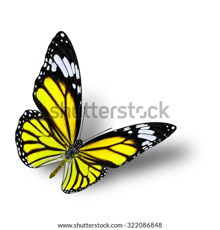 Beautiful flying yellow butterfly fully wing opened isolated on white background with soft shadow, fire butterfly
