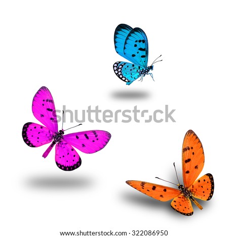 Set of flying butterflies, orange, pink  and blue butterfly on white background with nice soft shadows