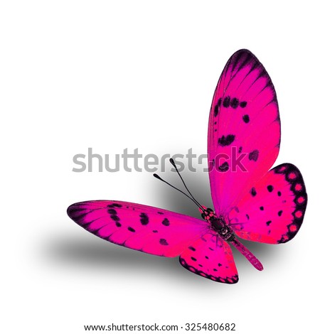 The beautiful flying pink butterfly on white background with soft shadow, exotic yellow butterfly