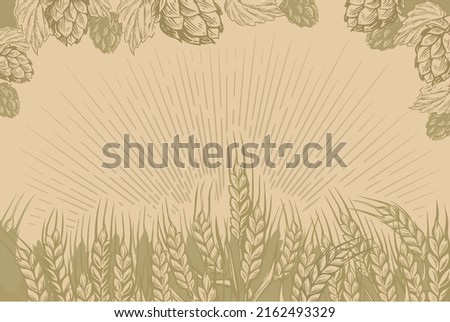 Field of wheat vector. Hops nature background for beer.