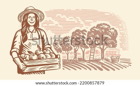 Woman with box of apples. Apple orchard, people harvesting.