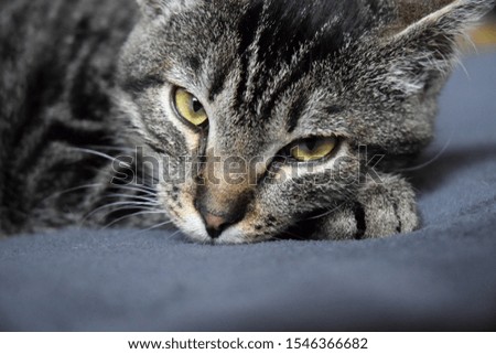 Shutterstock Puzzlepix