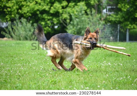 German Shepherd with stick