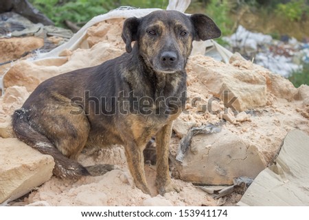 sad, abandoned dog sitting on a pile of waste