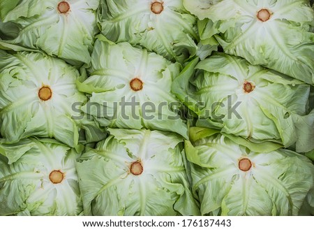 close up green organic lettuce background. Close up lettuce heads