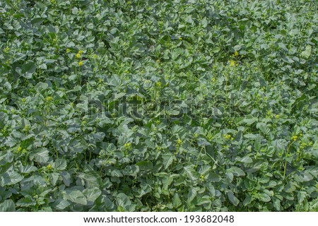weed green grass field background, weed texture
