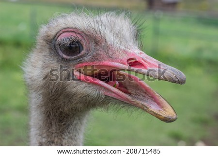 Close up ostrich head with beak open