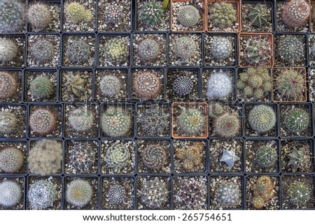Decorative little cactuses background in small plastic pots at outdoor shopping fair