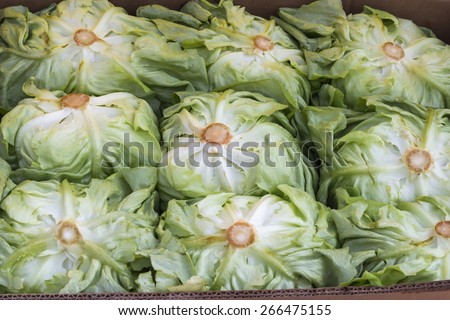 green lettuce heads for sale at a street market