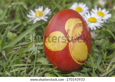 Natural dyed easter egg colored with onion skins on meadow. Dyeing Printed Easter Egg. Selective focus and shallow dof.