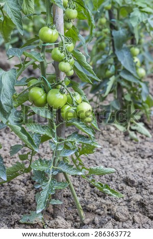 Green tomato growing in the garden, using tomato stakes, solanum lycopersicum. Agriculture concept. Selective focus and shallow dof.