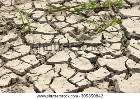 Background of soil drought cracked with weeds. Made with shallow depth of field.