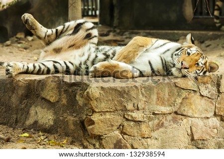 Tiger resting on rock dance happily