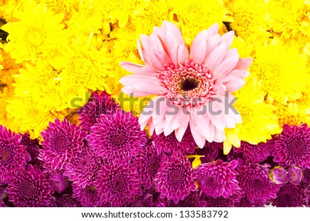 Pink, purple, yellow chrysanthemum and the putting together.
