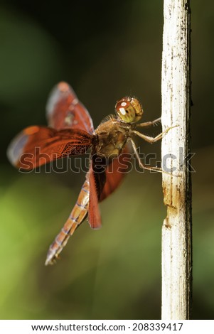 Dragonfly in the nature of the country.