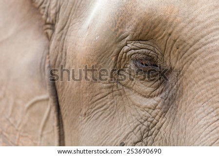Elephant face closeup
