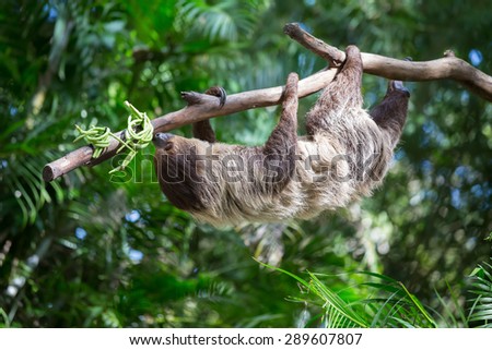 sloth were hung on the branches to find plants to eat.