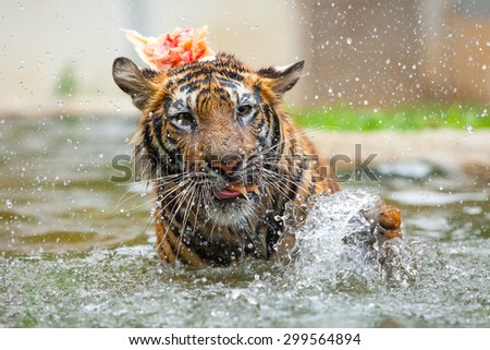 Tiger feeding in water in the forest.