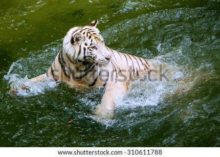 Tigers play in the water on the mountain.