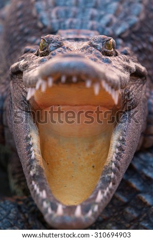 a crocodile opened his mouth and his eyes looked fierce.