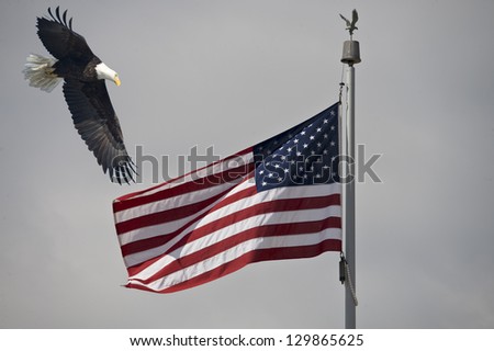 Bald Eagle looking at the United States Flag