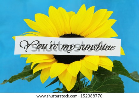 You\'re my sunshine card on sunflower on blue background