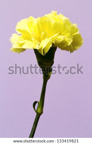 Single Yellow Carnation