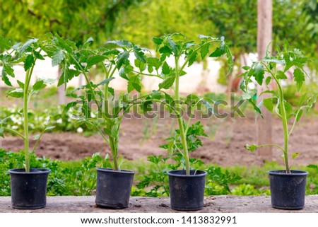 Similar – Foto Bild Eine kleine Tomatenpflanze mit einigen Blättern