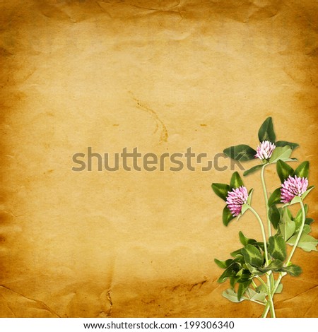 Old vintage frame for photos and bouquet of flowers of pink clover on shabby paper background