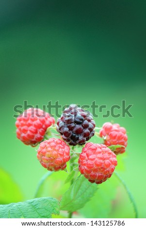 A closeup of a ripening black raspberry bush.
