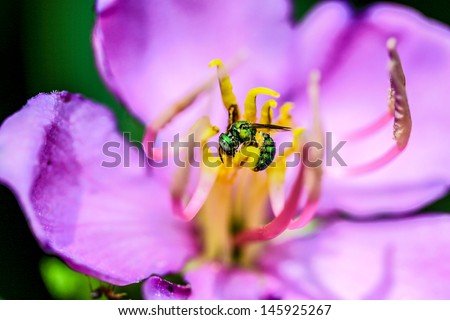 Chrysididae Metallic Green Bee in Indian Rhododendron from rainforest northeast of thailand